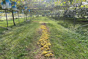 �}�X�J�T�[�e�B�[��