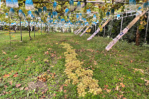 ���U���I�r�A���R