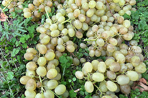 ���U���I�r�A���R