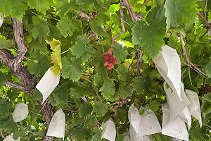 �{���e���X�̐ԗ�