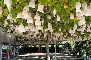 �{���e���X�̐ԗ�