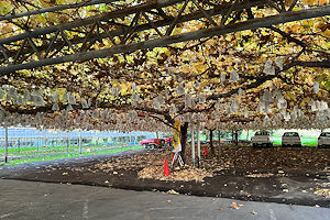 �{���e���X�̐ԗ�