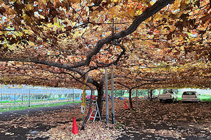 �{���e���X�̐ԗ�