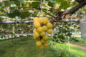 �V���C���}�X�J�b�g