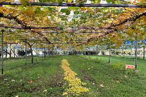 �V���C���}�X�J�b�g