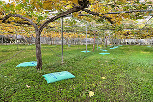 �V���C���}�X�J�b�g